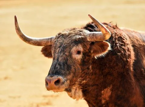 Bull in spain Stock Photos