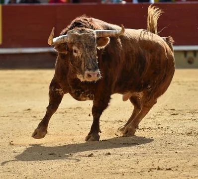 Bull in spain Stock Photos