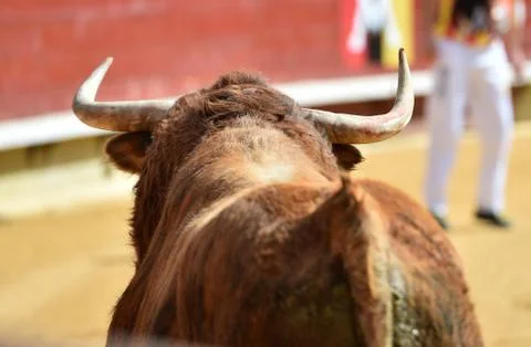 Bull in spain Stock Photos