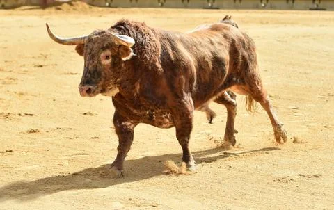 Bull in spain Stock Photos