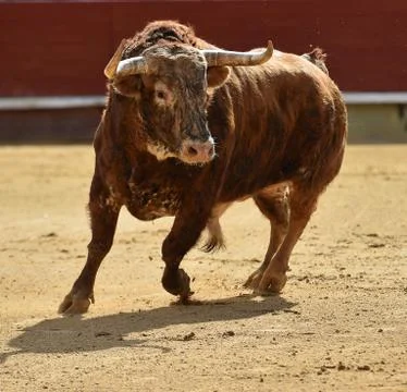 Bull in spain Stock Photos