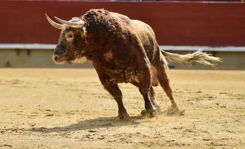 Bull in spain Stock Photos