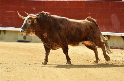 Bull in spain Stock Photos