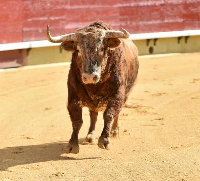 Bull in spain Stock Photos
