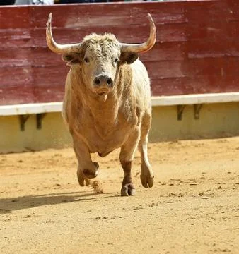 Bull in spain Stock Photos