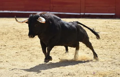 Bull in spain Stock Photos