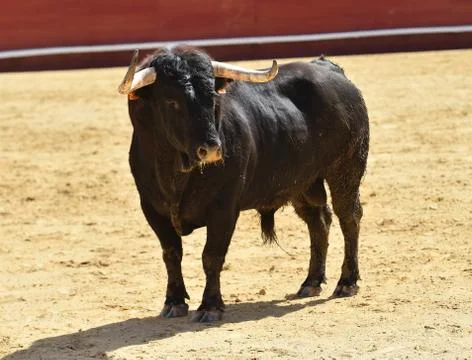 Bull in spain Stock Photos