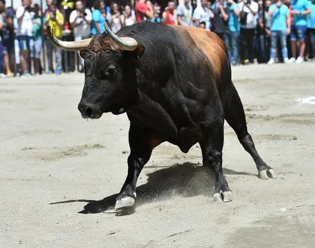 Bull in spain Stock Photos