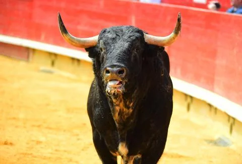 Bull in spain Stock Photos