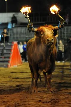 Bull in spain Stock Photos