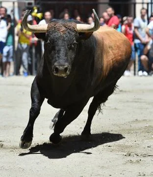 Bull in spain Stock Photos