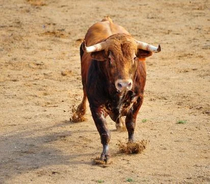 Bull in spain Stock Photos