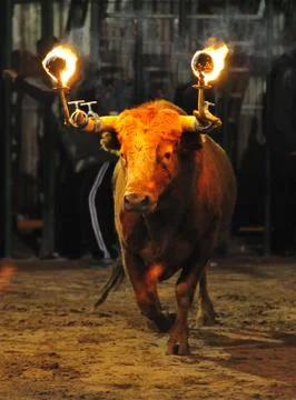 Bull in spain Stock Photos