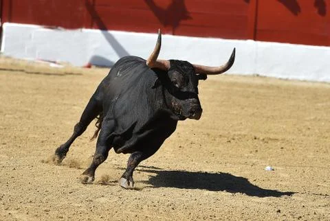Bull in spain Stock Photos