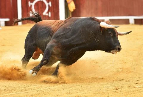 Bull in spain Stock Photos