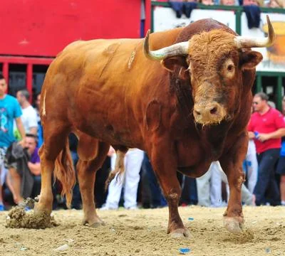 Bull in spain Stock Photos