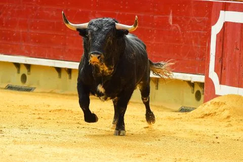 Bull in spain Stock Photos