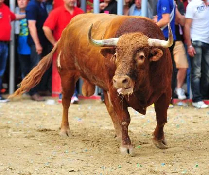 Bull in spain Stock Photos