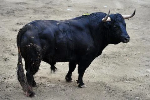 Bull in spain Stock Photos