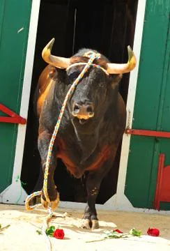 Bull in spain Stock Photos