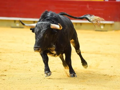 Bull in spain Stock Photos
