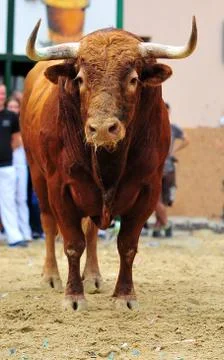 Bull in spain Stock Photos