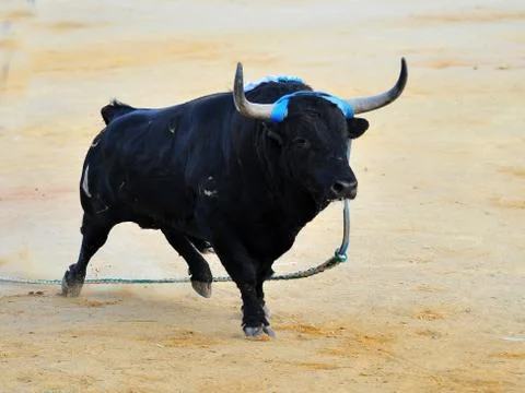 Bull in spain Stock Photos