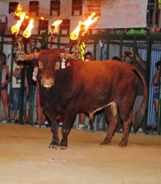 Bull in spain Stock Photos