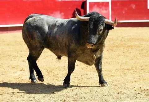 Bull in spain Stock Photos