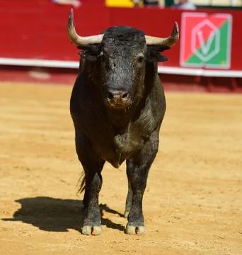 Bull in spain Stock Photos