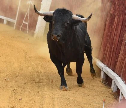 Bull in spain Stock Photos