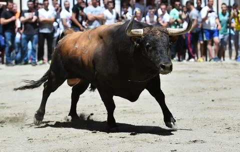 Bull in spain Stock Photos
