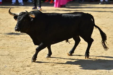 Bull in spain Stock Photos