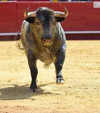 Bull in spain Stock Photos