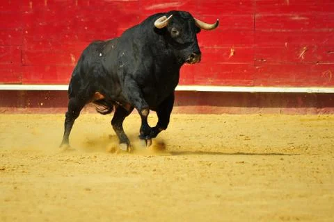 Bull in spain Stock Photos