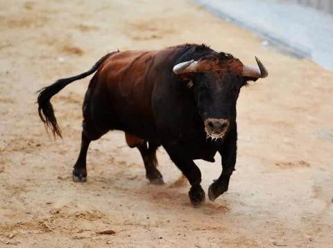 Bull in spain Stock Photos