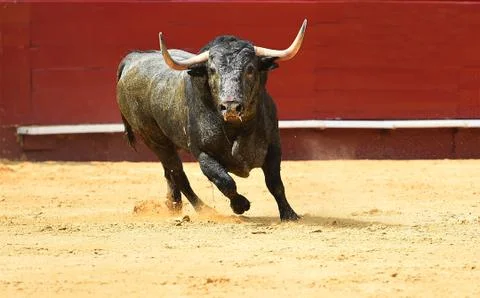 Bull in spain Stock Photos