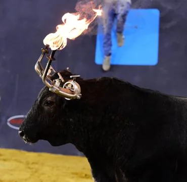 Bull in spain Stock Photos