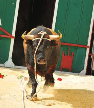 Bull in spain Stock Photos