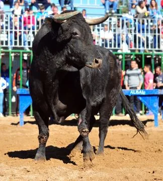 Bull in spain Stock Photos