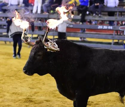 Bull in spain Stock Photos