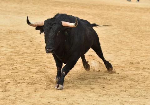 Bull in spain Stock Photos