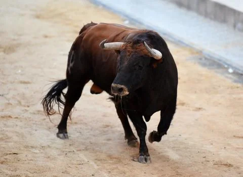 Bull in spain Stock Photos