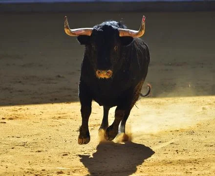 Bull in spain Stock Photos