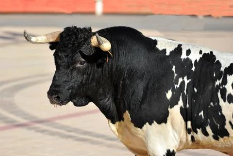 Bull in spain Stock Photos