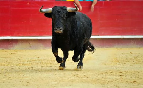 Bull in spain Stock Photos