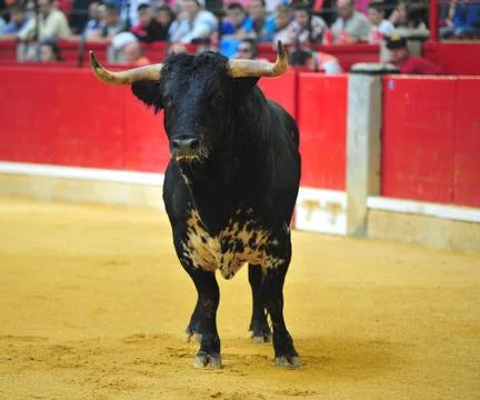 Bull in spain Stock Photos