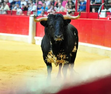 Bull in spain Stock Photos