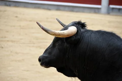 Bull in spain Stock Photos