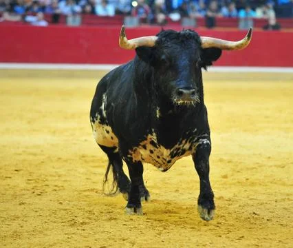 Bull in spain Stock Photos